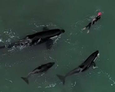 Uskomaton näky: Miekkavalaslauma ui naisen rinnalla