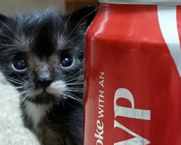 Harvinaisen pienestä kissanpennusta kasvoikin minikissa – Katso hellyyttävä video