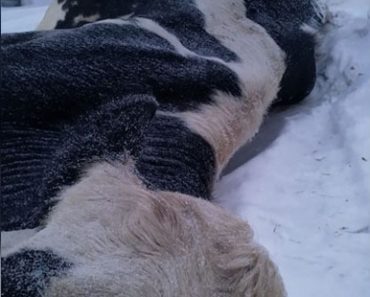 Lehmä kuoli tuskallisesti yhden typerän ihmisen teon seurauksena – Lue Metsämaan Maidon surullinen päivitys