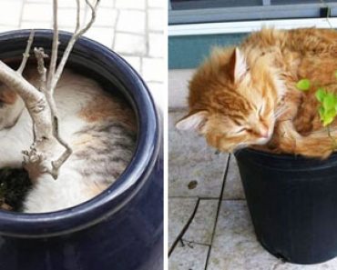 18 Kuvaa kissoista jotka luulevat olevansa viherkasveja – Katso ja naura!
