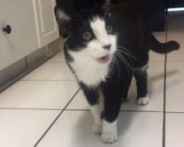 15-vuotias Ollie-kissa maukuu äänellä jollaista emme ole ennen kuulleet – Katso huvittava video!