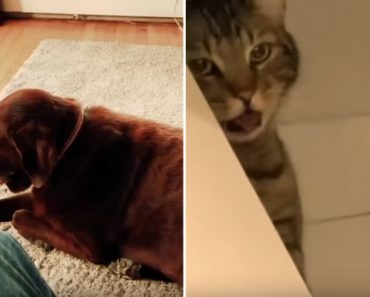 Koira pieraisee niin pahanhajuisen pierun, että kissakin oksentaa – Katso hulvaton video
