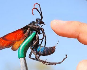 Tämä video ei herkille! Mies antaa maailman myrkyllisimpien hyönteisten pistää itseään!