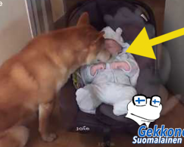 Äiti näyttää koiralle perheen uuden vauvan – koiran reaktio on  sulattanut miljoonien sydämet