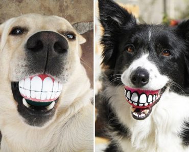 Onko tämä hauskin koiralelu ikinä? – Hammaspallo saa kaikki hymyilemään! – Katso kuvat!