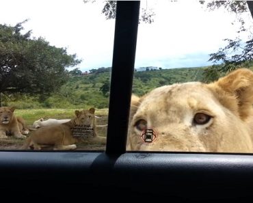 Nyt nousi syke! – Leijona avasi auton oven safarilla!