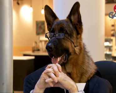 Koira asiakaspalvelijana – katso ihmisten huvittavat reaktiot!