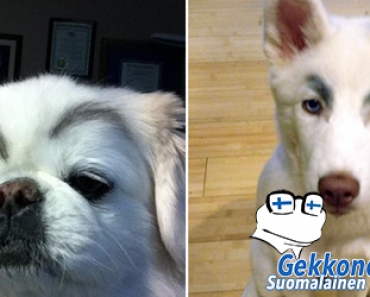 Älytön trendi leviää: Koirille meikataan kulmakarvat! – Katso kuvat