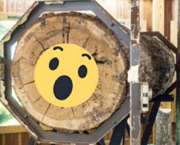 Vanhan puun sisältä löytyi järkyttävä näky – Katso kuvat