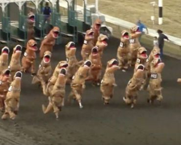 Tältä näyttää tyrannosaurusten juoksukisat – hulvaton video leviää netissä